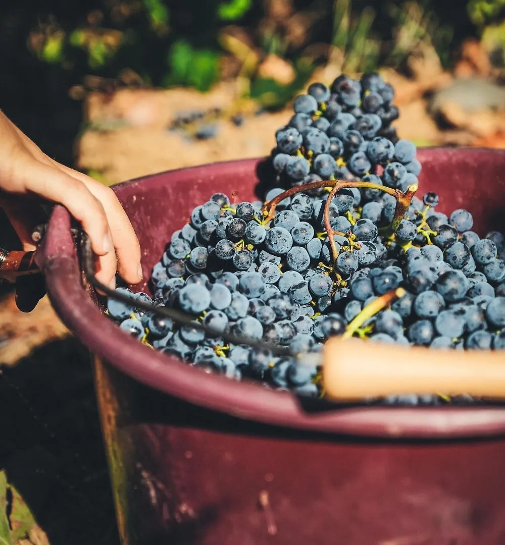 Gite Au Coeur D'Un Domaine Viticole Beaumont-sur-Leze 0*,  Francia